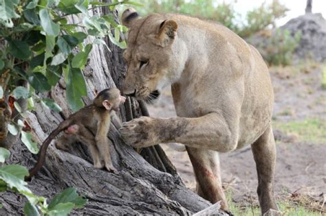 Malijet Une lionne tue un babouin Ce qu elle fait au bébé ensuite