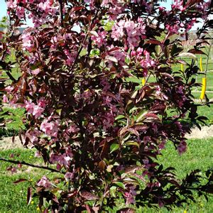 Royal Raindrops Crabapple