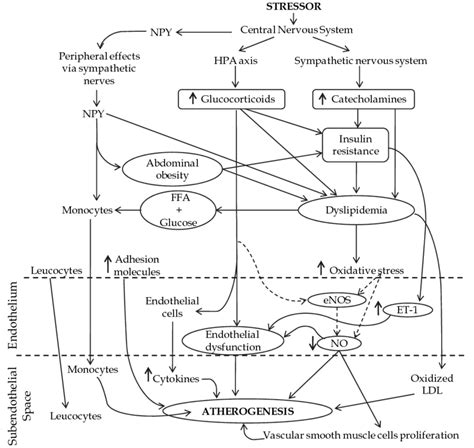 Schematic Representation Of Putative Mechanisms Involved In The