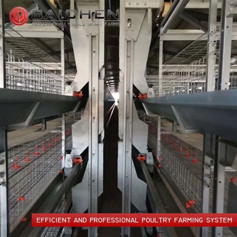 Automatic Chicken Broilers Cage System H Type Modern Design Broiler