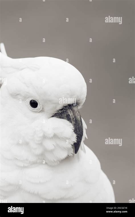 Sulphur Crested Cockatoo Super Cute Bird Stock Photo Alamy