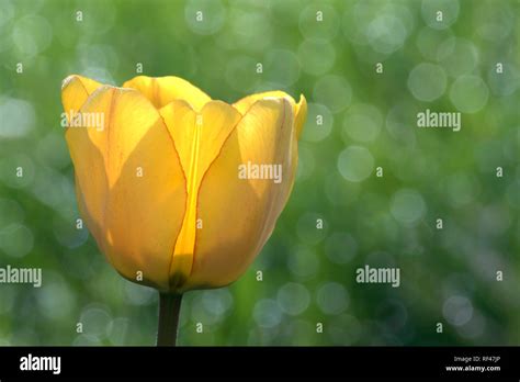 Back Lit Flower Hi Res Stock Photography And Images Alamy