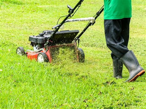 How To Remove Burr Weeds From Your Lawn Myhometurf