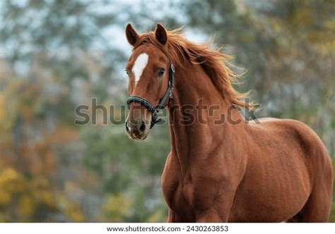 Horse Face Photos and Images | Shutterstock