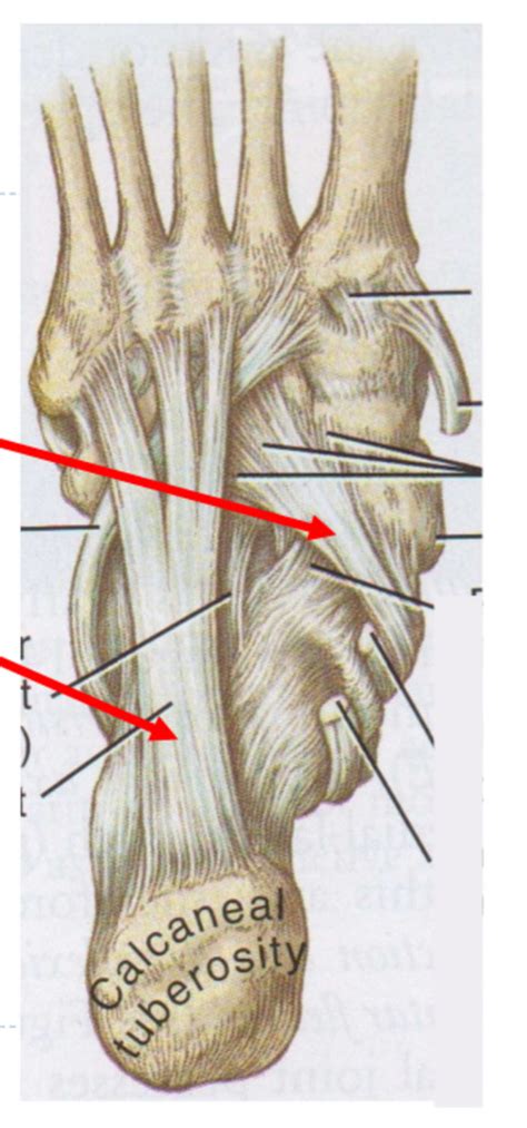 Foot Ligaments Diagram Quizlet