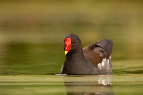 Gallinule Poule D Eau Gallinula Chloropus Victor Renaud Flickr