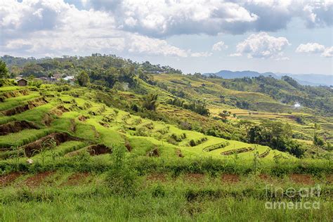 Small Golo Cador Rice Terraces Photograph By Danaan Andrew Fine Art