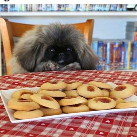 Pekingese Get Along Well With Older Children Who Treat Them Tenderly