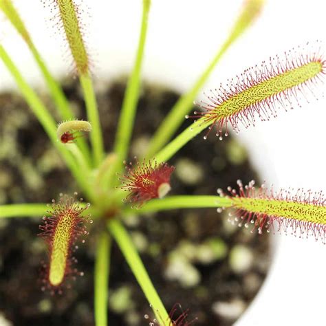 Sundew Plant: 5 Coolest Variety/Cultivars | hungryplant.com