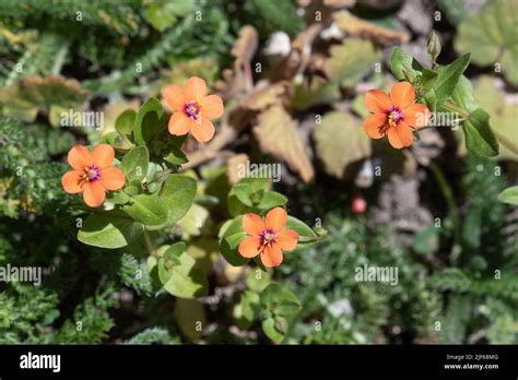 Scarlet Pimpernel Anagallis Arvensis Small Red Wildflowers An