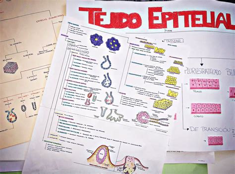 Arriba 90 Imagen Tejido Epitelial Mapa Mental Abzlocalmx