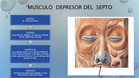 Músculos De Cráneo Cara Y Cuello