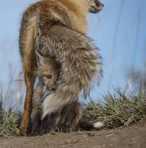 Red Fox — Deirdre Denali Photography 