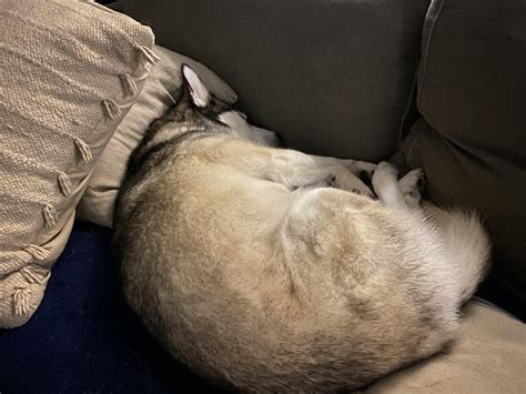 101 husky sleeping positions : r/husky