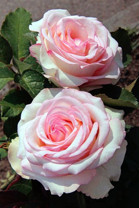 3061 best images about Beautiful Rose Flower on Pinterest | Fragrance ...