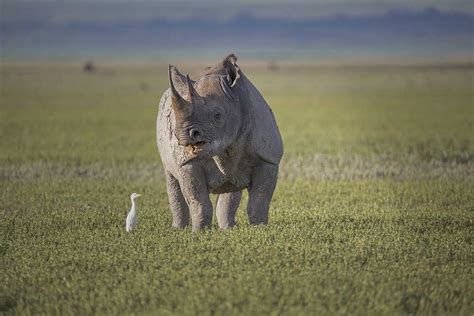 Days High End North Migration Safari Ngorongoro Serengeti