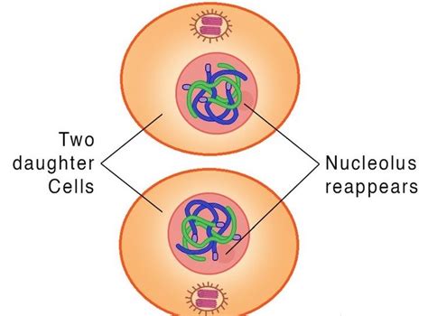 Mitosis Explained With Diagram Cbse Class Notes Online Classnotes123