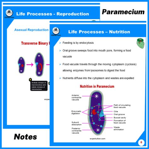 Protists: Paramecium & Euglena Structures & Life Processes - ExperTuition