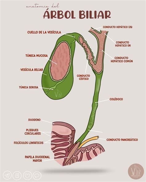 Anatomía del Árbol Biliar Medical Map Map screenshot