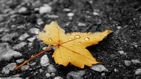 Wallpaper 2560x1440 Px Nature 2560x1440 730891 Hd Wallpapers
