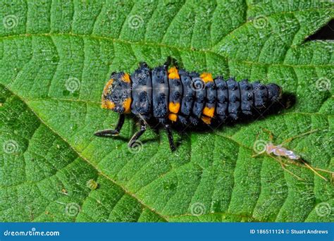 Coccinella Septempunctata Known As Seven Spot Ladybird Seven Spotted