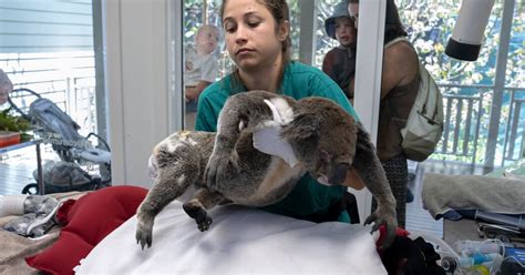 Quatro Maneiras Selvagens De Salvar O Coala Que Podem Funcionar