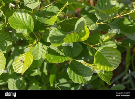 Alder Tree Identification