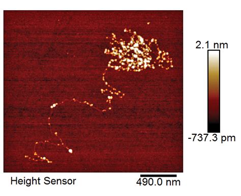 A Tapping Mode Atomic Force Microscopy Image Of Reconstituted