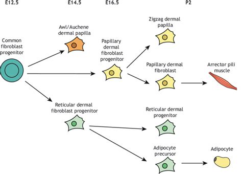 Fibroblast Cells Reveal Their Ancestry Off