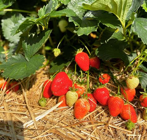 S E Erdbeeren Leckere Fr Chte Zum Selber Pfl Cken Aus G Tersloh