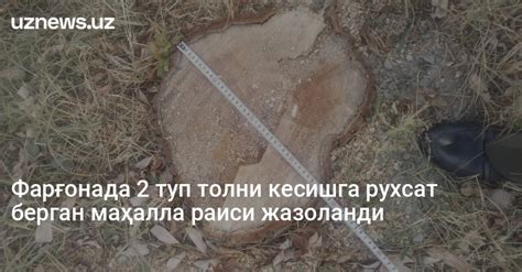 UzNews - Фарғонада 2 туп толни кесишга рухсат берган маҳалла раиси ...