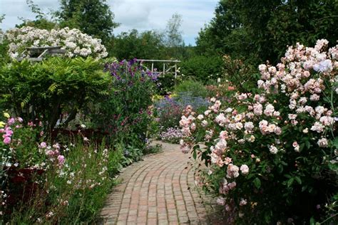 Rosemoor Rose Garden, England, Gardens, Roses, Shrubs, HD Wallpaper ...