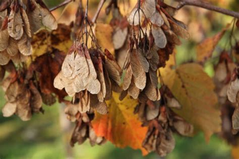 Maple Tatarian Hot Wings Campbell S Nursery