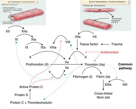 Factor V Leiden Mutation Symptoms Pregnancy Diagnosis And Treatment