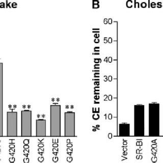 Uptake And Hydrolysis Of HDL Cholesteryl Ester CE By Cells Expressing