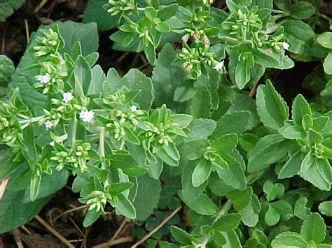 How To Grow Stevia Plants Plant Instructions