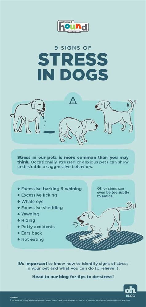 9 Signs Of Stress In Dogs And Cats And How To Relieve Them Furtropolis