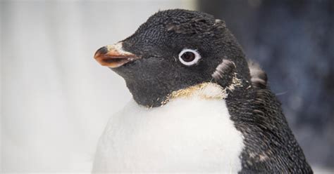 SeaWorld S Naked Penguin Starts New Year With New Feathers CBS Miami