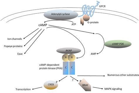 Frontiers The Camp Signaling Cancers Clinically Divergent Disorders