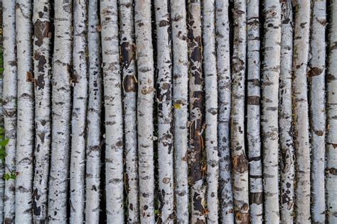 Premium Photo Birch Tree Thin Trunk Barling Texture And Full Frame