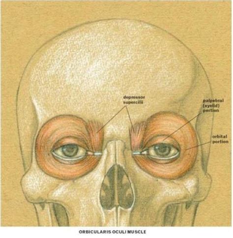 Depressor Supercilli Orbicularis Oculi Facial Muscles Classic Human