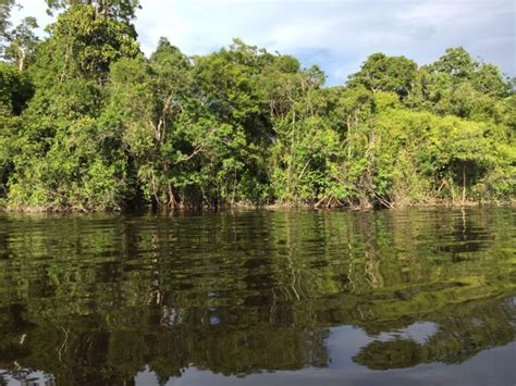 Características e importancia de los manglares Colombia Verde