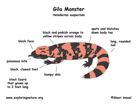 Gila Monster