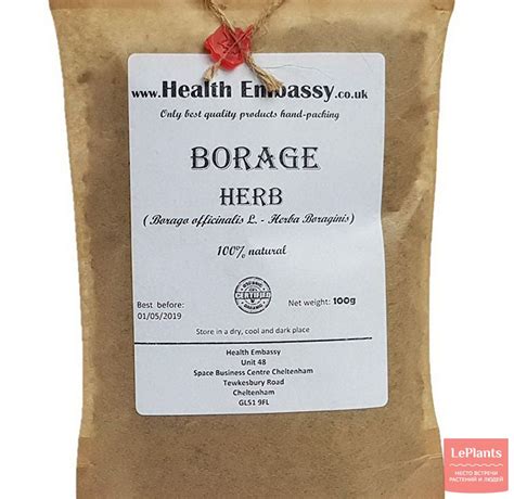 ⚕ Огуречная трава лекарственная (Borago officinalis) — полезные и ...
