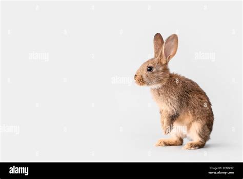 Cute Fluffy Rabbit On Light Background Stock Photo Alamy