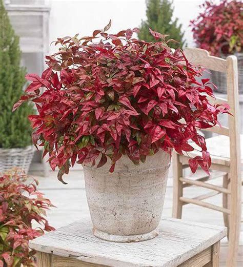 19 Sexiest Burgundy Houseplants Burgundy Color Indoor Plants