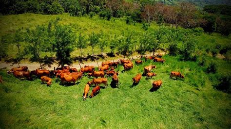 C Mo Construir Una Empresa Ganadera Rentable Tvagro Por Juan Gonzalo