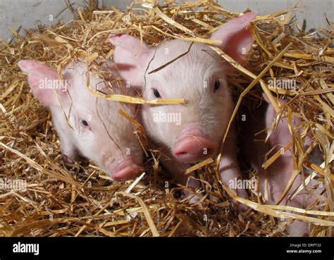 Piglets Cute Hi Res Stock Photography And Images Alamy