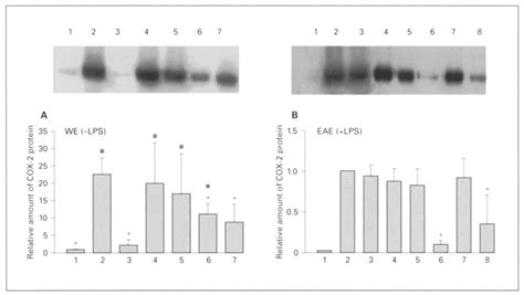 Western Blot Analysis Of Cox 2 Protein Expression Atter Treatment With Download Scientific