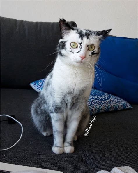 Elli the "vitiligo cat" is a special and beautiful cat - Catman